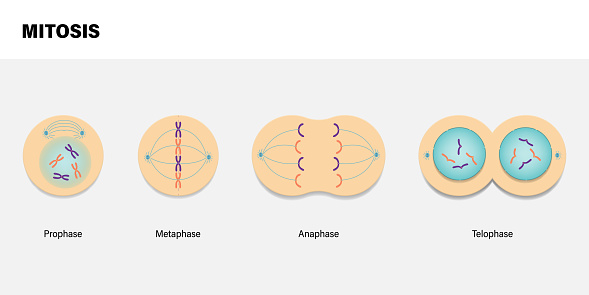 Diagram of Mitosis. Prophase, Metaphase, Anaphase, and Telophase.