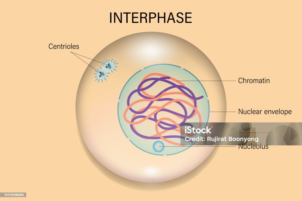 Interphase Cell Division Cell Cycle Stock Illustration Biology Diagrams