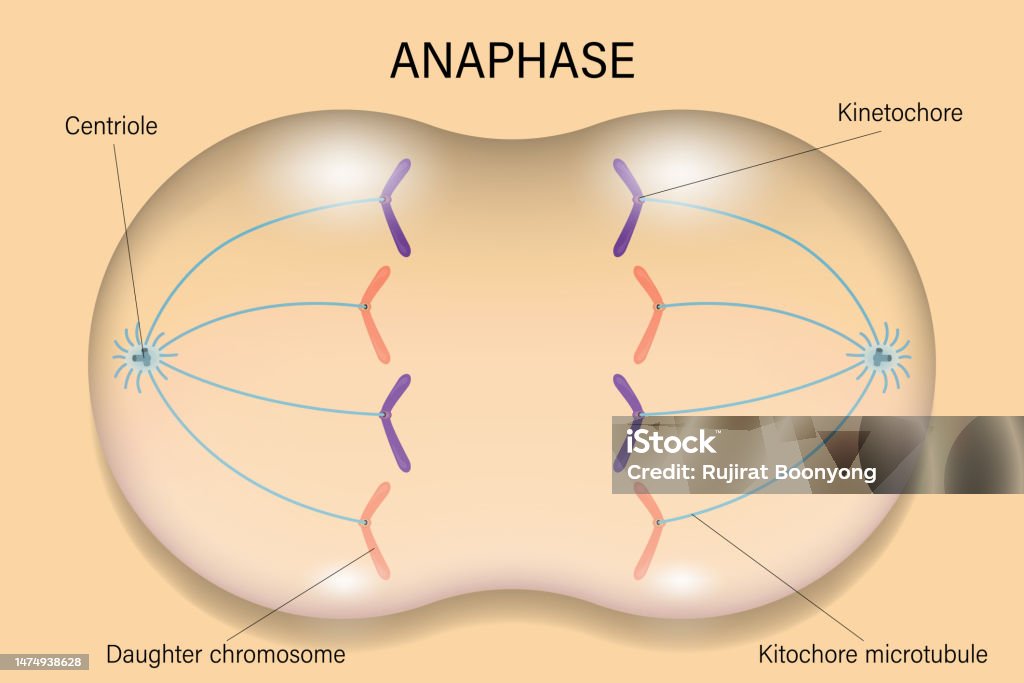 Anaphase Simple Example Anaphase Cell Division Cell Cycle Stok Vektör Sanatı & Anafaz‘nin Daha ...