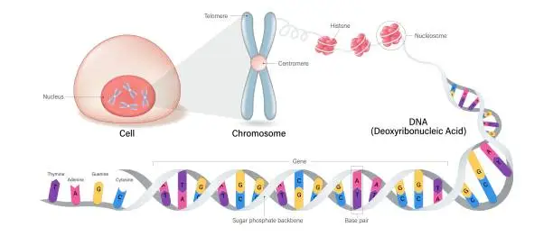 Vector illustration of Cell anatomy, Chromosome structure, Histone and DNA(Deoxyribonucleic Acid). Thymine, Adenine, Guanine, Cytosine, Sugar phosphate backbone, base pair and gene.