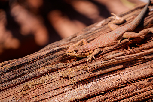 Small Brown Lizard on Tree Log