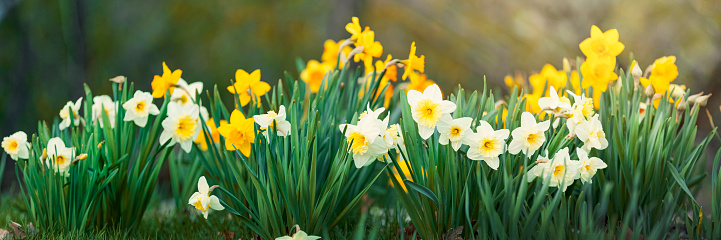 daffodils in the spring garden. Spring flowers background.d