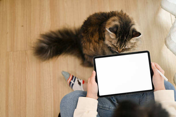 вид сверху азиатской самки, использующей свой цифровой планшет, в то время как ее кошка сидит перед ней. - working at home domestic cat computer women стоковые фото и изображения