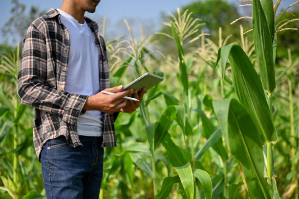 istock Cropped short of farmer using tablet in corn field, checking corn planting. 1474943799