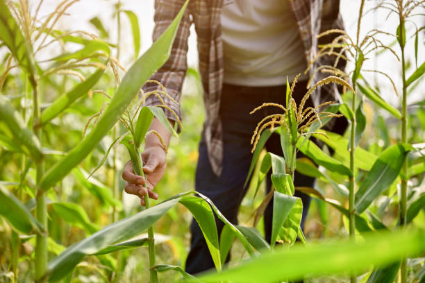 istock Young male farmer checking corn at the corn field in the morning. 1474943802