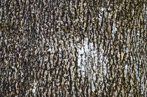 Pattern on an old tree bark