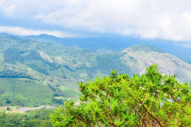 Majestic misty mountains of Munnar, Kerala, India