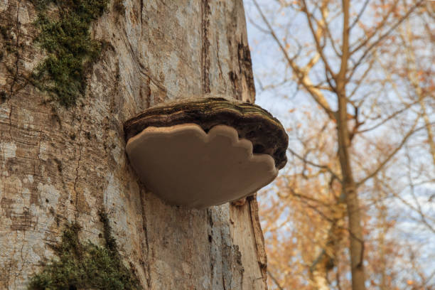 un gros champignon phellinus igniarius pousse sur un arbre. - forest road nature birch tree photos et images de collection