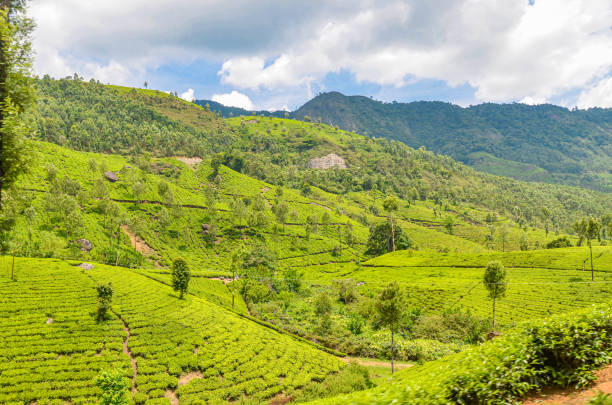 istock Tea Gardens at Munnar, Kerala, India 1474944505