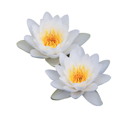 Lotus or Water lily or Nymphaea flower. Close up white lotus flower bouquet isolated on white background.