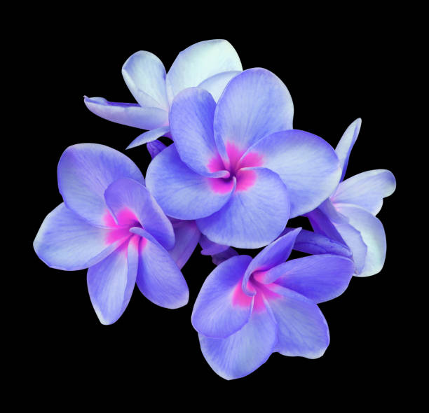 istock Plumeria or Frangipani flowers. 1474945452