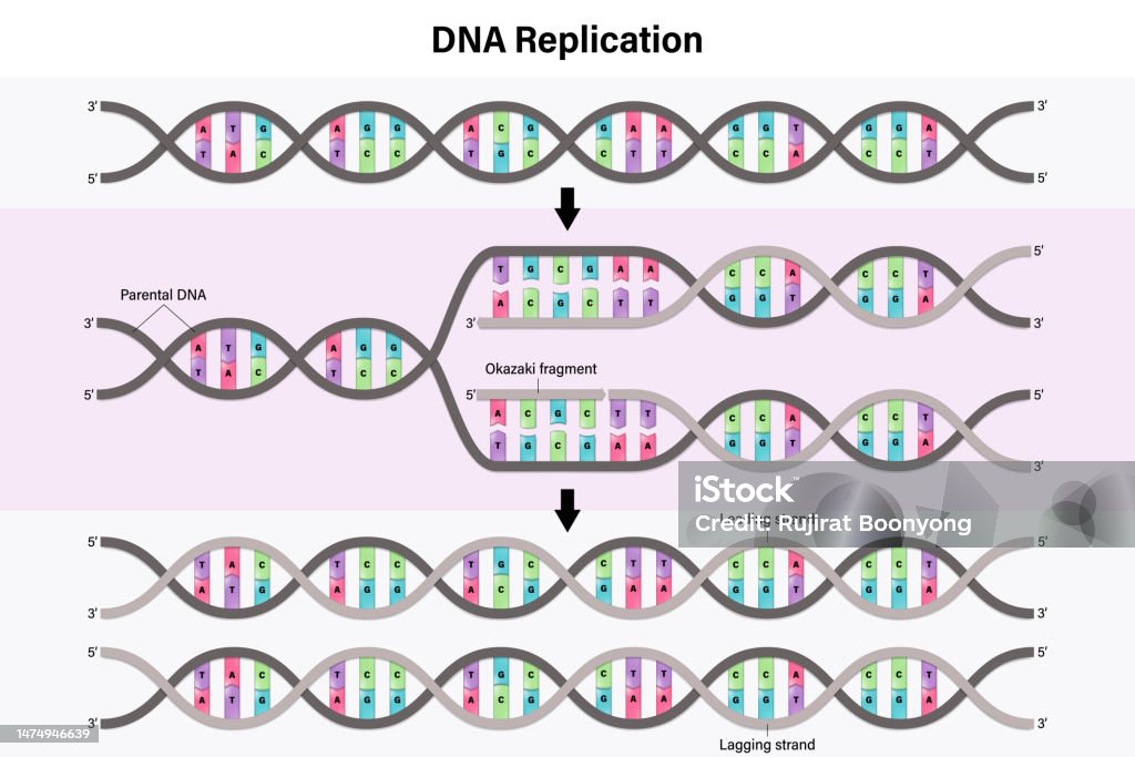 Diagram Of Dna Replication Process By Which A Double Stranded Dna ...
