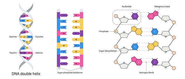 DNA structure. Nitrogenous base. Thymine, Adenine, Cytosine and Guanine, Sugar and Phosphate group. DNA nucleotide.