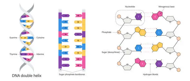 Vector illustration of DNA structure. Nitrogenous base. Thymine, Adenine, Cytosine and Guanine, Sugar and Phosphate group. DNA nucleotide.