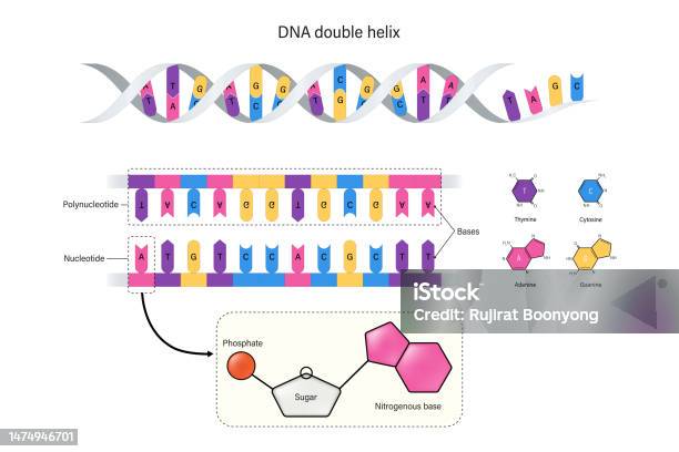 Dna 이중 나선의 구조 뉴클레오티드 및 폴리 뉴클레오티드 티민 아데닌 시토신 및 구아닌 인산염과 설탕 DNA에 대한 스톡 벡터 ...