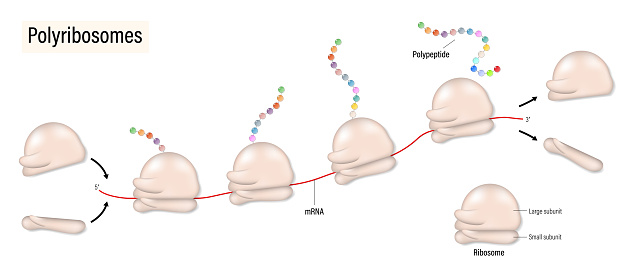 Polyribosome. Process of translation mRNA by ribosome in clusters.