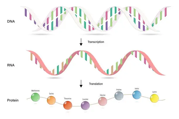 Vector illustration of Transcription and Translation. Protein synthesis. DNA, mRNA and Protein. Molecular Biology Studies.