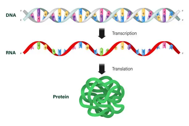 Vector illustration of Transcription and translation. DNA, mRNA and Protein. Protein synthesis.
