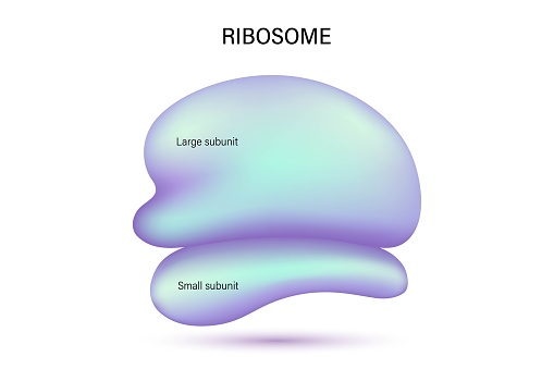 Ribosome structure vector. Large subunit and Small subunit.