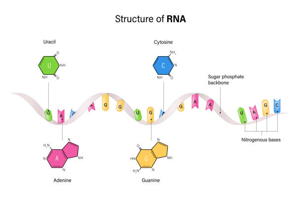 illustrations, cliparts, dessins animés et icônes de structure de l’arn. acide ribonucléique. base azotée et squelette de phosphate de sucre. uracile, adénine, cytosine, guanine. vecteur pour les études génétiques. - sugar phosphate backbone