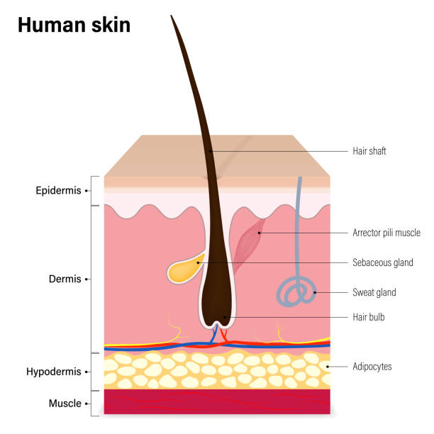 Human skin layer. Epidermis, Dermis, Hypodermis and muscle. Hair, Sebaceous gland and Sweat gland. Media for educational and medical use. Human skin layer. Epidermis, Dermis, Hypodermis and muscle. Hair, Sebaceous gland and Sweat gland. Media for educational and medical use. arrector pili stock illustrations
