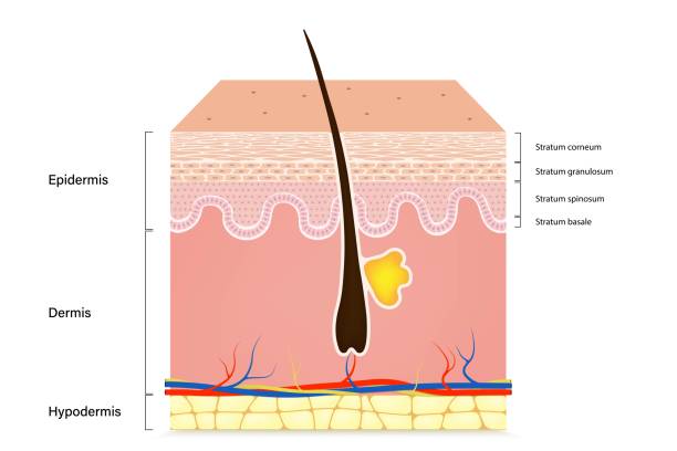 Human skin anatomy. Skin layers. Epidermis, dermis, hypodermis. Human skin anatomy. Skin layers. Epidermis, dermis, hypodermis. arrector pili stock illustrations