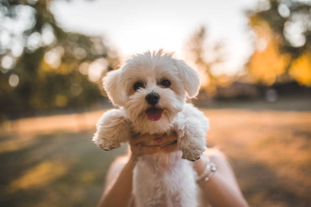 An unrecognizable woman holds a mini Maltese dog directly to the camera An unrecognizable woman took her dog, a mini Maltese, to the park for a walk maltese dog stock pictures, royalty-free photos & images