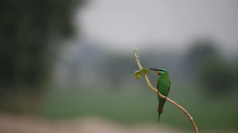 closeup of blue cheeked bee eater with prey