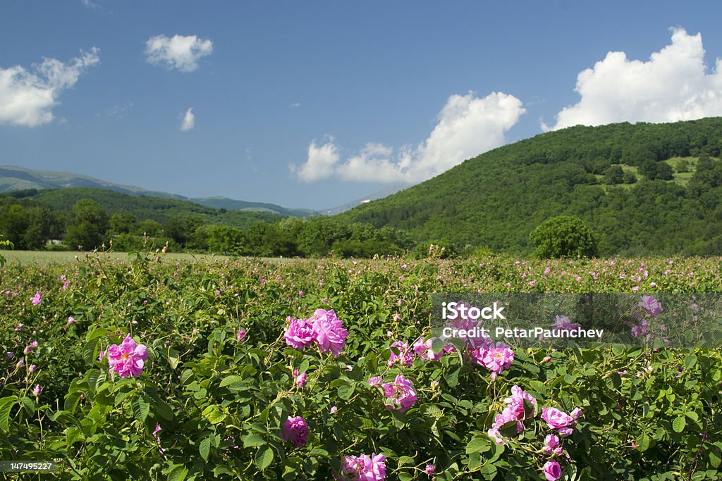 Rosa dei campi - Foto stock royalty-free di Bulgaria