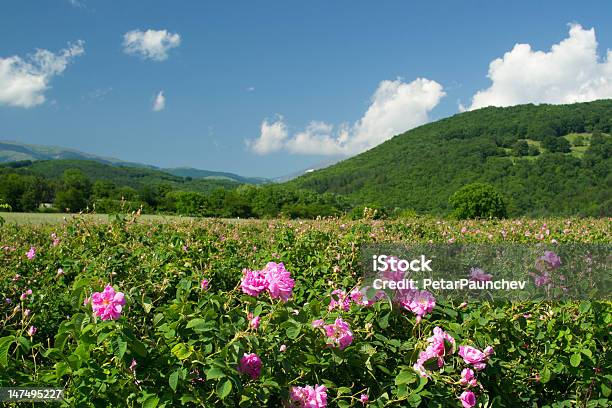 Rosa Dei Campi - Fotografie stock e altre immagini di Bulgaria - Bulgaria, Rosa - Fiore, Valle