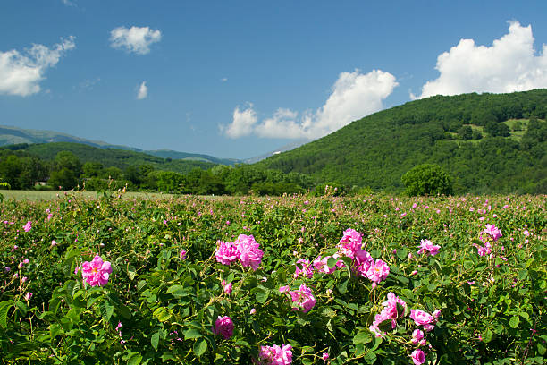 Rose fields The famouse rose fields in the Tracian Valley near Kazanlak Bulgaria rose valley stock pictures, royalty-free photos & images