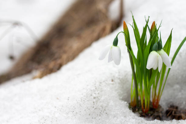 Snowdrops in the melting spring snow in winter forest