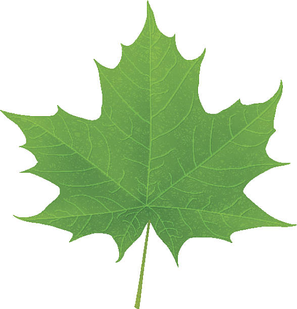 A green leaf from a Maple Tree  vector art illustration