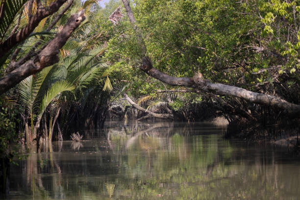 A canal in Sundarbans
