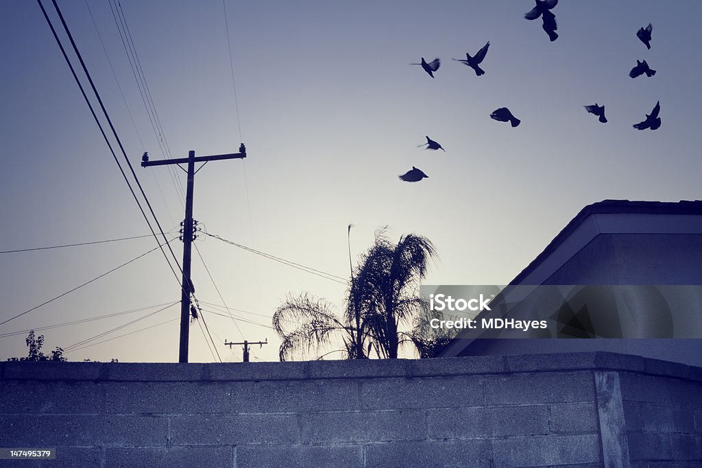 不安定な夕日を眺めたり、都会の環境の中で鳥飛ぶがあります。 - ケーブル線のロイヤリティフリーストックフォト