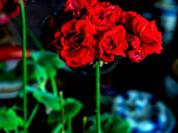 terry flowers of red geranium on a blurred background, macro, flowers in the interior