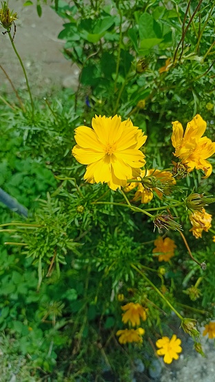 Kenikir sulfur (Cosmos sulphureus) is a flowering plant originating from Mexico and belonging to the Kenikir-Kenikikir family . This plant is also a natural habitat for the insect Anagrus nilaparvatae