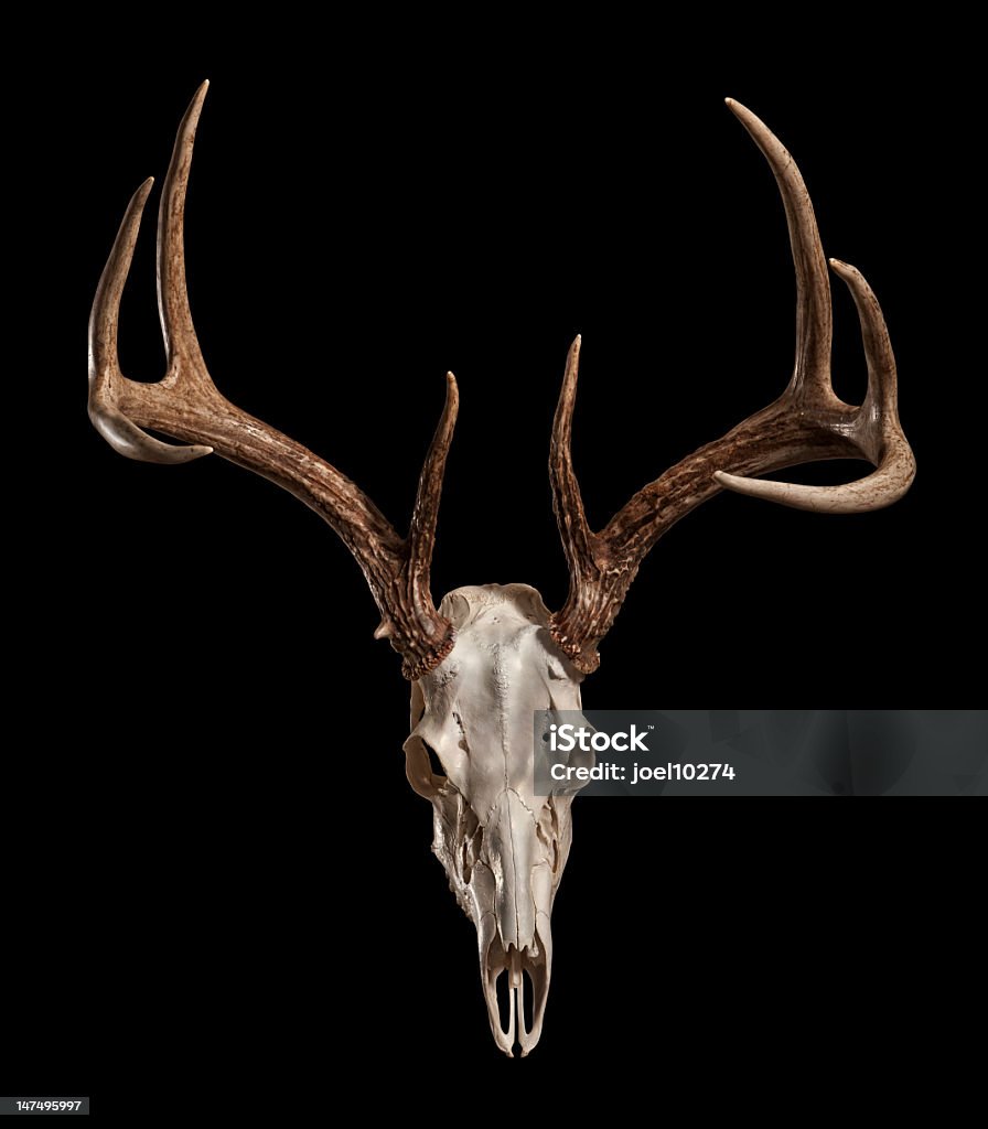 Cranio di cervo Whitetail con Clipping Path - Foto stock royalty-free di Ramificazione