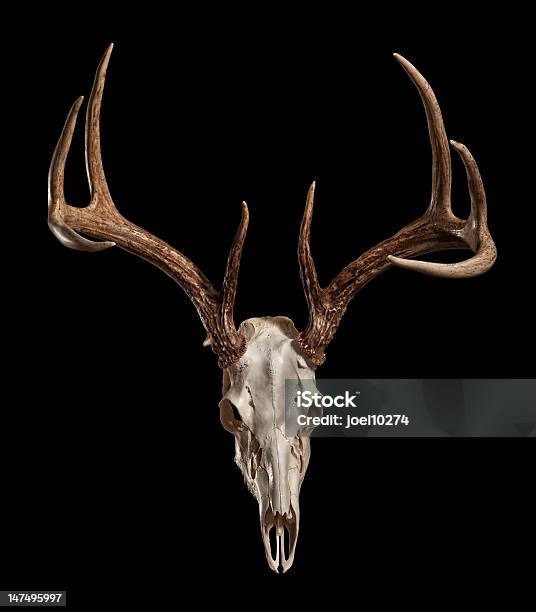 Cranio Di Cervo Whitetail Con Clipping Path - Fotografie stock e altre immagini di Ramificazione - Ramificazione, Cervo dalla coda bianca, Tassidermia