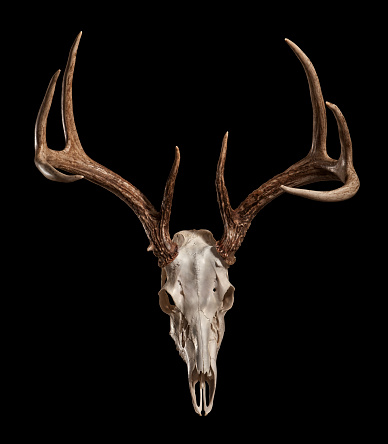 Whitetail Deer skull on a black background, with clipping path included.