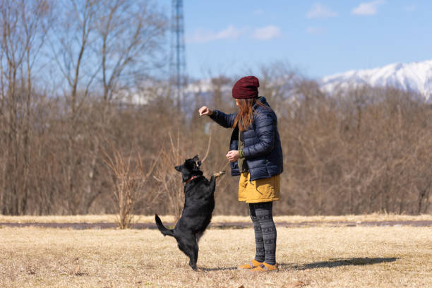 Well trained dog sitting calmly beside its owner during obedience training in a natural outdoor environment showing trust discipline and positive human animal relationship