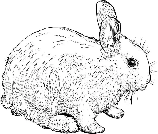 Vector illustration of rabbit