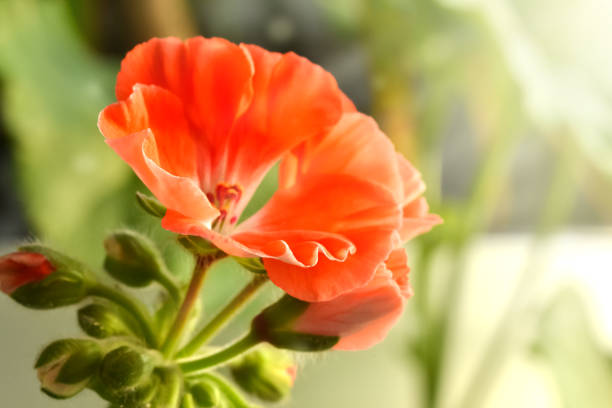 Pelargonium buds close-up. narrow focus