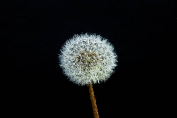 istock one dandelion on a black background close-up 1474961214