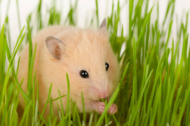 istock cute brown hamster sitting in green grass 1474962364
