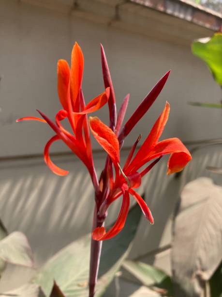 istock Beautiful flower picture 1474963118