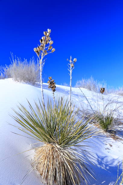 istock Yucca in the White Sand at White Sands National Park 1474964291