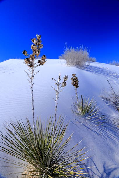 istock Yucca in the White Sand at White Sands National Park 1474964303