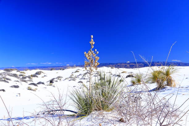 istock Yucca in the White Sand at White Sands National Park 1474964317