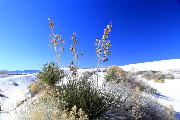 istock Yucca in the White Sand at White Sands National Park 1474964327